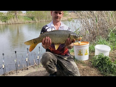 Видео: сазан ,лещ, весной на кислую кукурузу