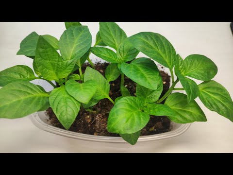 Видео: ПЕРЕЦ не ЛЮБИТ ЭТИ 10 ВЕЩЕЙ! НЕ СОВЕРШАЙТЕ ОШИБКИ при ВЫРАЩИВАНИИ РАССАДЫ ПЕРЦА!