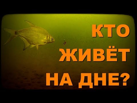 Видео: Кто живёт на дне? Актюбинское водохранилище, подводные съемки.