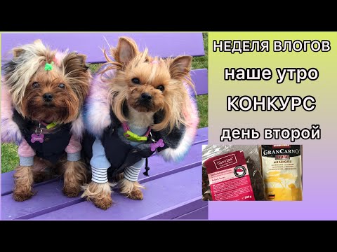 Видео: НЕДЕЛЯ ВЛОГОВ: НАШЕ УТРО / ДЕНЬ ВТОРОЙ / КОНКУРС