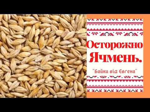 Видео: Опасность для Голубей в обычном кормлении - ячмень  и семечка  , и именно его качестве и формы и тп.