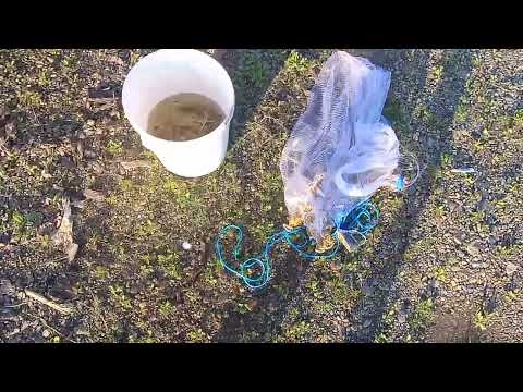 Видео: рыбалка на перемёт судак