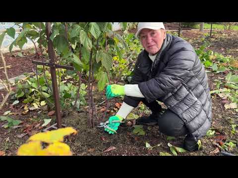 Видео: Как обрезать ремонтантную малину осенью?