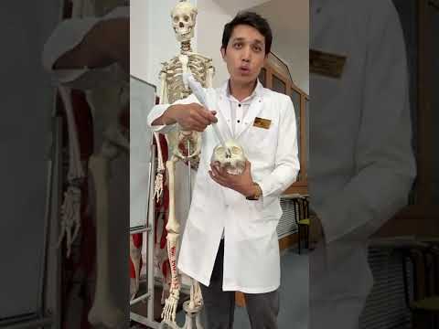 Видео: Қаңқа құрлысы  Сүйектердің қазақша латынша атауы