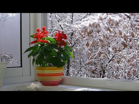 Видео: Комнатные растения зимой.