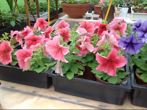 Видео: Петуния, выращиваем без ошибок. Часть 6.