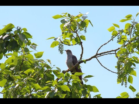 Видео: Нина Вараксина Кукушка(авт.)