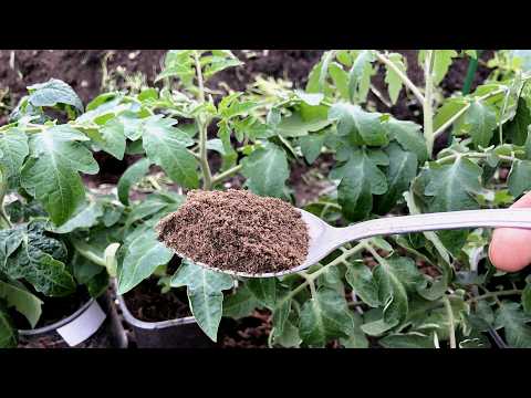 Видео: Положила это В ЛУНКУ, томаты быстро окрепли и дали хороший урожай