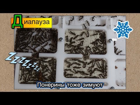 Видео: Диапауза у понерин