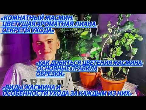 Видео: УХОД ЗА ЖАСМИНОМ В ДОМАШНИХ УСЛОВИЯХ: СОРТА, КОТОРЫЕ Я ВЫРАЩИВАЮ. 🪴🍃
