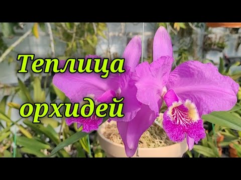 Видео: Теплица орхидей. 시냇물눙원.