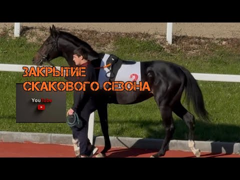 Видео: Закрытие скакового сезона 2025г