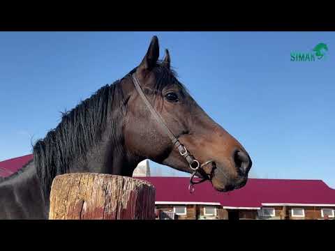 Видео: ВИДЕОБЗОР СИМАК ТЕРЕНТЬЕВ🏇🏻