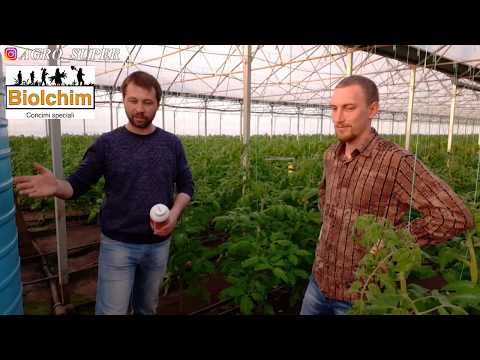 Видео: Цетус, 5 килограмм с куста в зимне-весеннем обороте