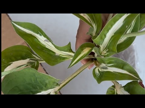 Видео: Супер посылка с хостами .Распаковка посылки Палитра сада.