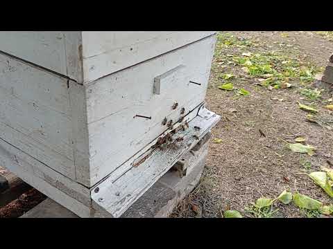 Видео: После обработки маслом полыни Таврической пчелы обязательно должны иметь возможность сделать облёт. 