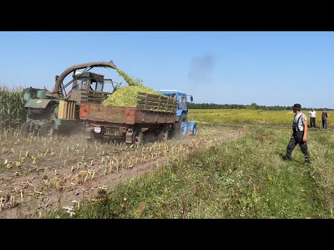 Видео: Частина 1. Масова заготівля силосу для відгодівлі ВРХ!