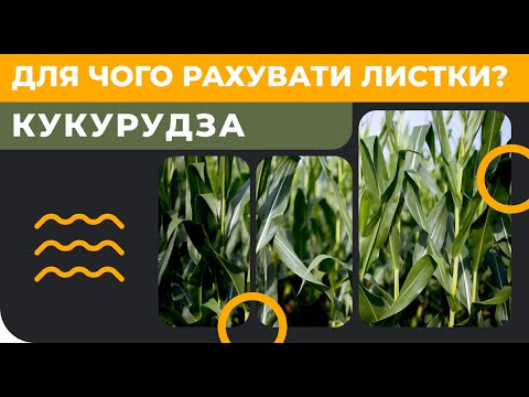 Видео: Кукурудза - для чого рахувати листки? [count corn leaf] [GrowEx]