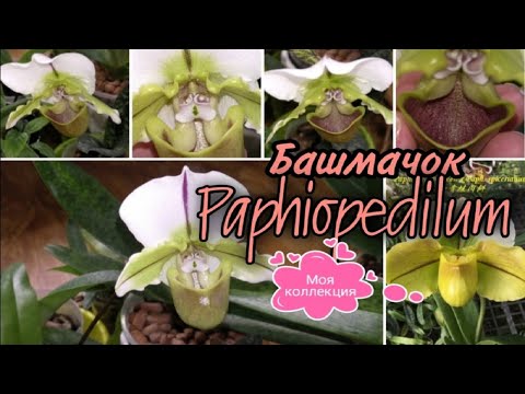 Видео: 🥾Мои башмачки PAPHIOPEDILUM  Содержание, условия, полив, удобрение 🥿 Paph.Cocoa Green x Spicerianum🌸