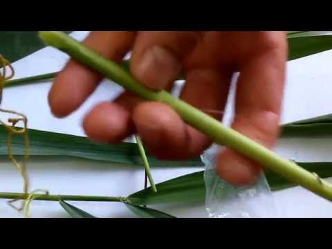 Видео: Ловля белого амура на камышовую мякоть
