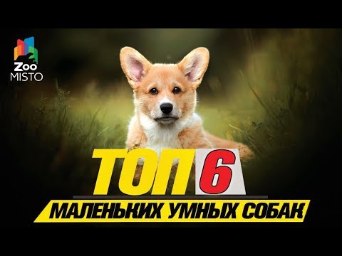 Видео: Топ 6 маленьких умных собак\Top 6 small smart dogs