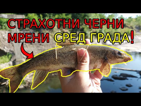 Видео: Едри МРЕНИ на ПЛУВКА! Чудесен РИБОЛОВ в ПЕРНИК! Неочаквани БОНУСИ! FLOAT FISHING for BARBEL!
