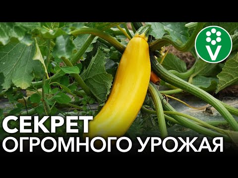 Видео: УДАЛИТЕ ЭТИ ЛИСТЬЯ НА КАБАЧКАХ И УРОЖАЙ ВАС ПОРАЗИТ!