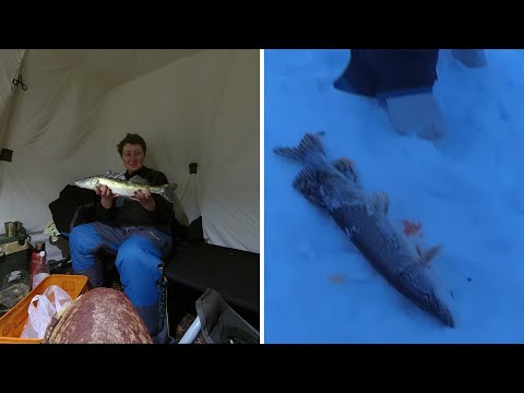 Видео: ВОЛЧИХИНСКОЕ ВДХР. ЖЕРЛИЦЫ . СУДАК. ЩУКА.