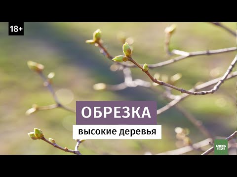 Видео: ОБРЕЗКА ВЗРОСЛОЙ ЯБЛОНИ ВЕСНОЙ. Повышение урожайности обрезка яблони весной