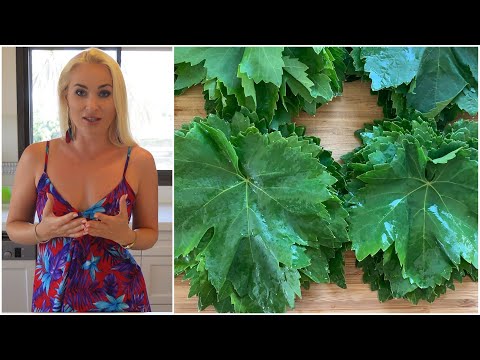 Видео: ПОСПЕШИТЕ заготовить ВИНОГРАДНЫЕ ЛИСТЬЯ сейчас! - ГРУЗИНСКИЕ советы моей свекрови Этери