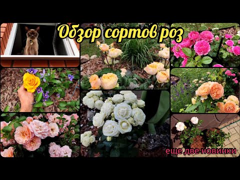 Видео: Цветение роз. Розы  в Подмосковье. Обзор сортов. Садовое хобби. rose. roze