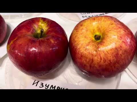 Видео: Удивительное рядом, в питомнике у Галины Лотенковой. 2025 год.