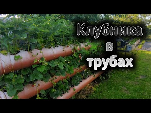 Видео: Клубника в трубах, вёдрах, подвесных грядках. Belklubnika.by