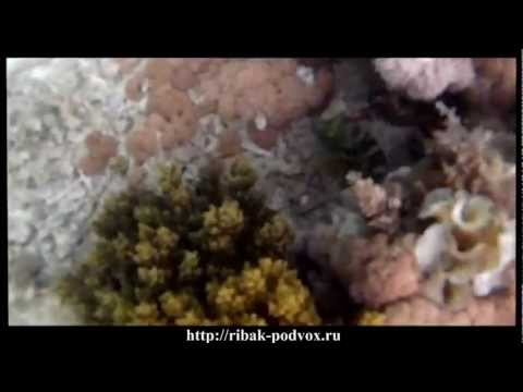 Видео: "В маске под водой". Выпуск-3 [Хургада.Эпизод-3]