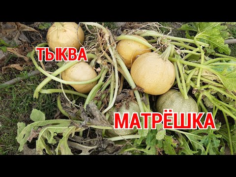 Видео: Порционные тыквы Матрёшка/Томаты самосев
