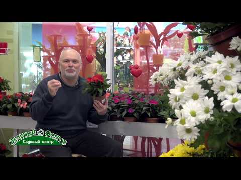 Видео: Бальзамин новогвинейский, коллекция, уход, особенности