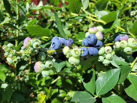 Видео: Часть 1. Голубика 8 лет без подкислений и без удобрений