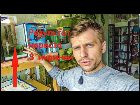 Видео: Новости с рыборазводни. Что стало с нерестовиками? Тетра Аманда результат нереста.