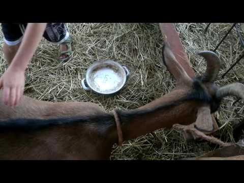 Видео: Жизнь простых сербов. Натуральное хозяйство.