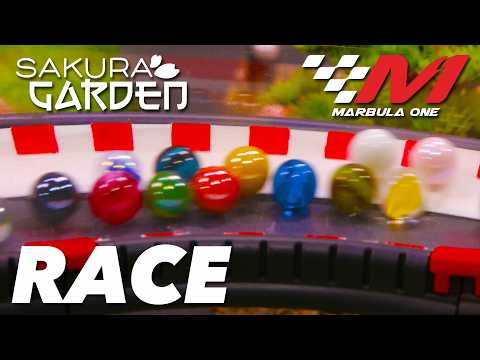 Видео: Гонка за мрамор в саду сакуры 🌸 | Marbula One, сезон 6, GP1