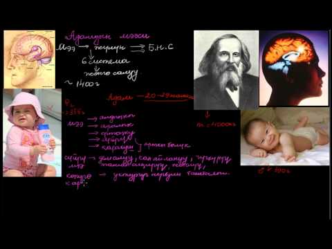 Видео: Адамдын мээси