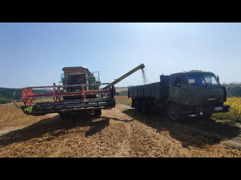 Видео: ЖНИВА СОЇ ПОЧАЛИСЯ А МАШИНА НАС ПІДВЕЛА