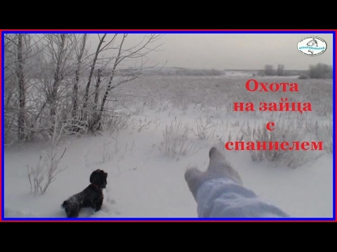 Видео: Астана Охота на зайца с спаниелем