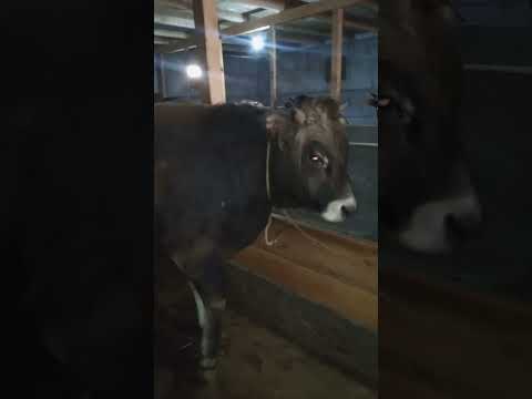 Видео: 30 октября 2025 г.