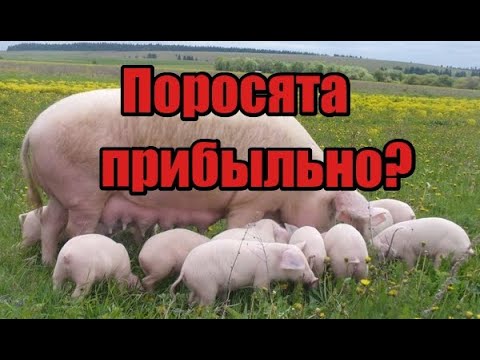 Видео: Поросята, выгодно или нет!! Можно ли за работать на продаже поросят! Свиноводство есть ли прибыль!