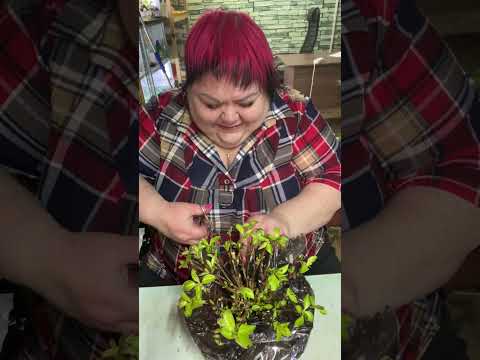 Видео: МОИ НОВЫЕ ГОРТЕНЗИИ ОТ АЛИНЫ