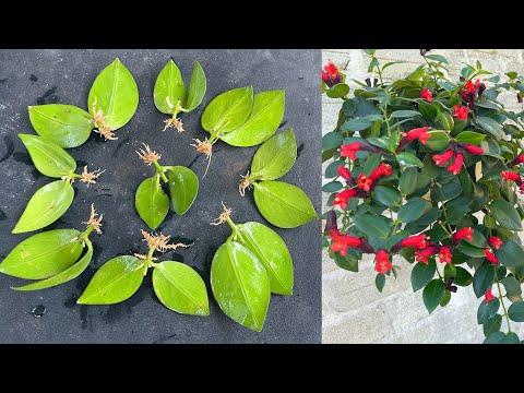 Видео: Чудесные из листьев, они укоренились в саженце