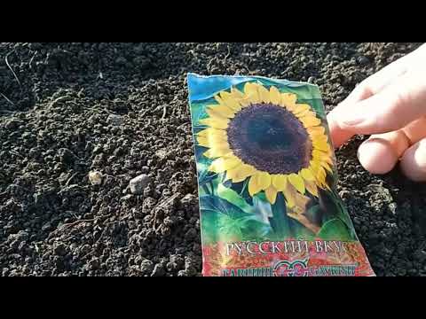 Видео: когда и как посеять подсолнечник