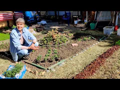 Видео: ПРАВИЛЬНАЯ ВЫСАДКА ЛЬВИНОГО ЗЕВА В ОТКРЫТЫЙ ГРУНТ