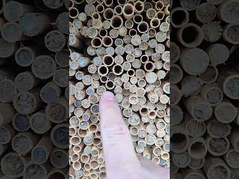 Видео: 12.05.2025 завершення сезону.